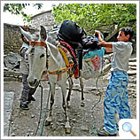 Preparing the mule